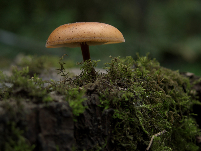 zur�ck - hier klicken