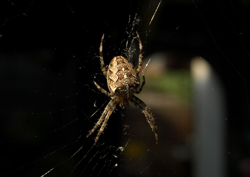 zurck - hier klicken